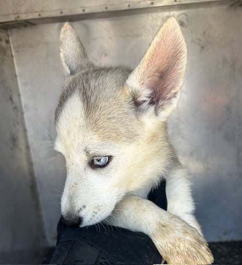LAMBO - Siberian Husky / German Shepherd Dog available for adoption