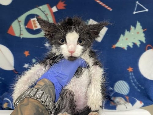 WILLOW - Domestic Short Hair available for adoption