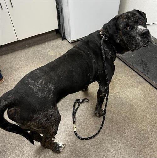 BANE - Great Dane / Cane Corso Mastiff available for adoption