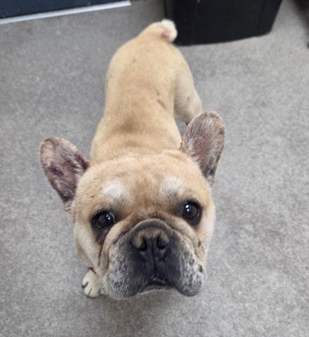 A124861 - French Bulldog available for adoption
