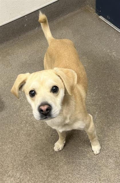 DODGER - Chihuahua available for adoption