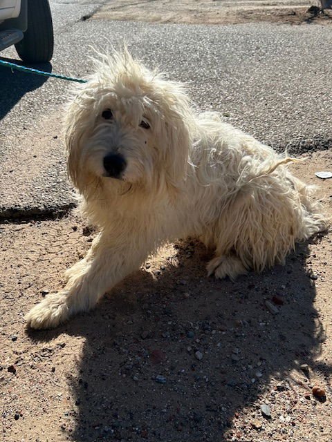 MOLLY - Poodle (Standard) available for adoption