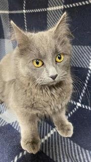 MIMI - Domestic Medium Hair available for adoption