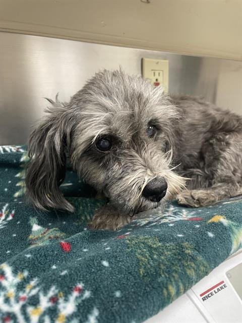 (RESCUE ONLY) DAISY - Poodle (Miniature) / Shih Tzu available for adoption