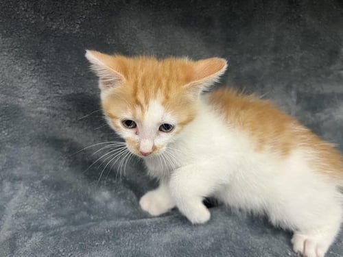 TINY - Domestic Short Hair available for adoption