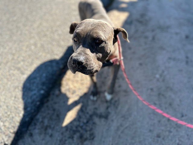 HONEY - Staffordshire Bull Terrier available for adoption