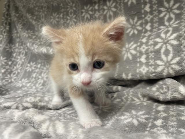 HOOVER (RESCUE ONLY) Image