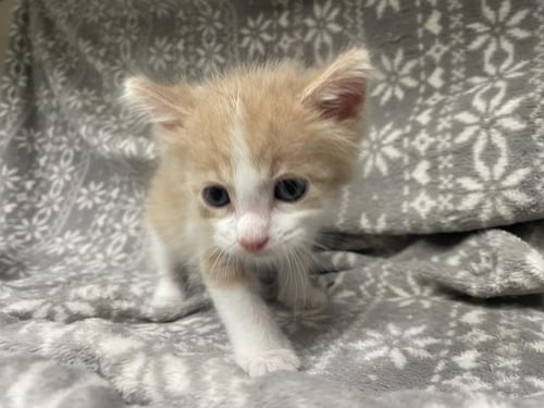 HOOVER (RESCUE ONLY) - Domestic Short Hair available for adoption