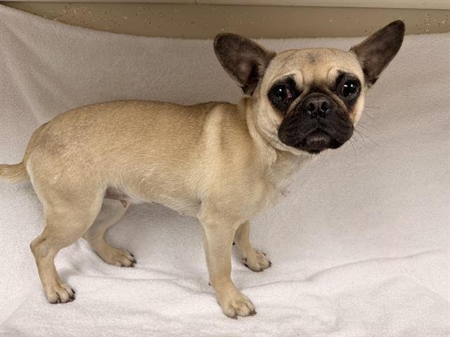 SALLY - Pug available for adoption