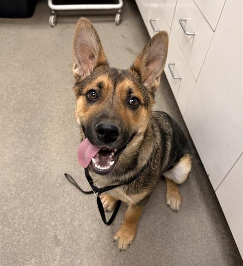 JETT - German Shepherd Dog available for adoption