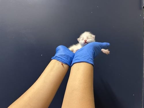 (NURSING) - Domestic Long Hair available for adoption