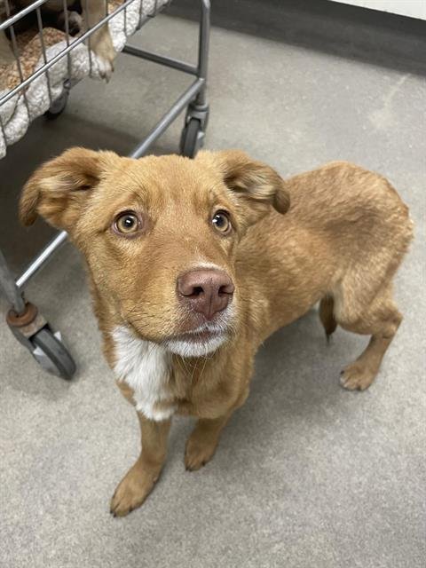 WALNUT - Labrador Retriever available for adoption