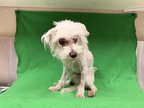 MISTY - Poodle (Miniature) available for adoption