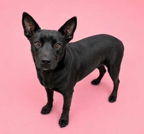 CLEO - German Shepherd Dog available for adoption