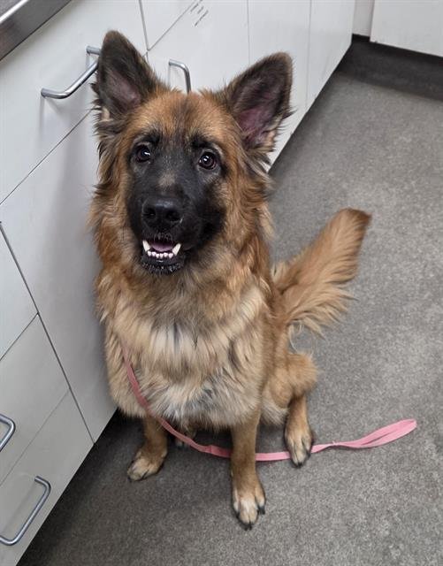 RALPH - German Shepherd Dog available for adoption