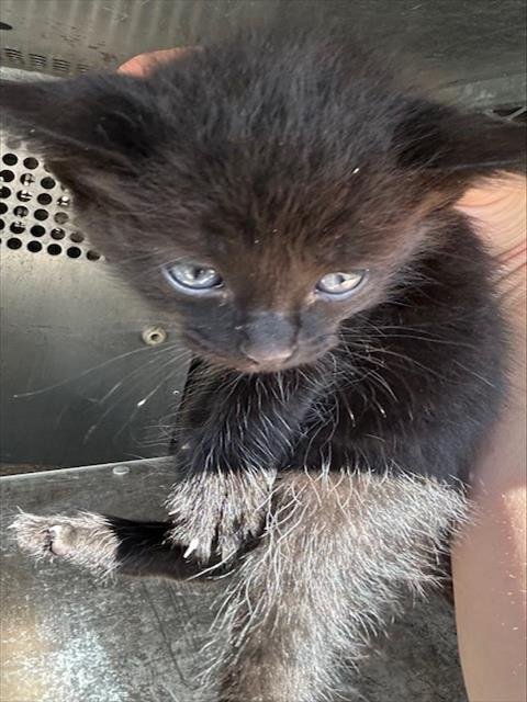 A124978 - Domestic Medium Hair available for adoption