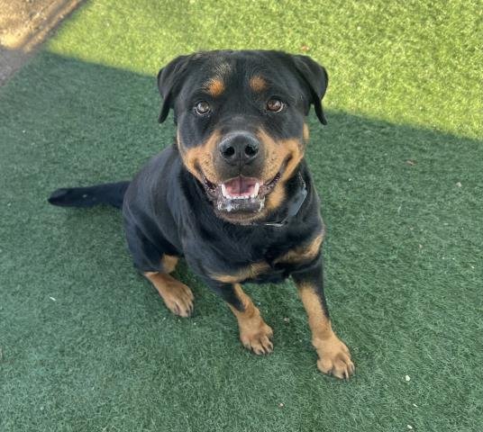 LUNA - Rottweiler available for adoption