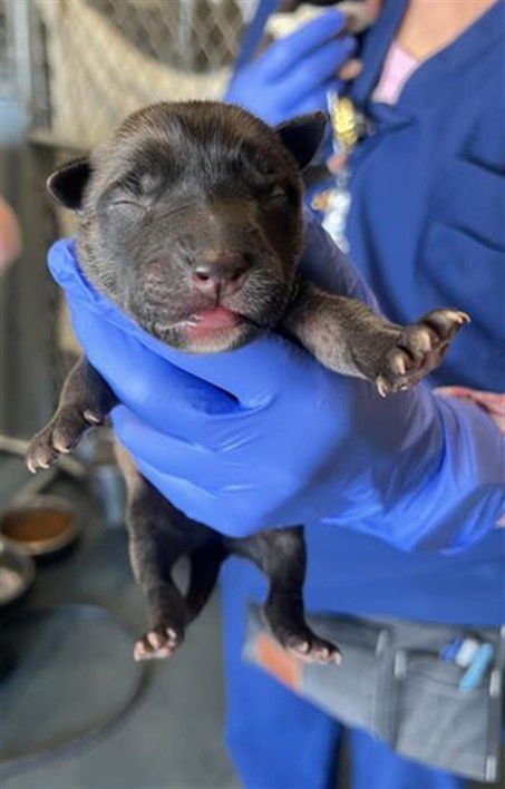 A122394 - Pit Bull Terrier available for adoption