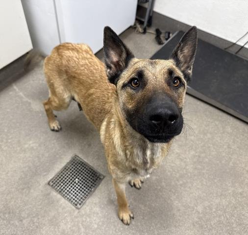 STELLA - Belgian Shepherd Malinois available for adoption