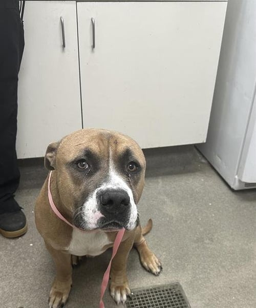 BRO - Staffordshire Bull Terrier available for adoption