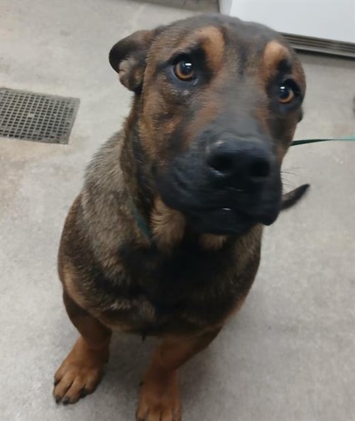 MURPHY - Staffordshire Bull Terrier / German Shepherd Dog available for adoption