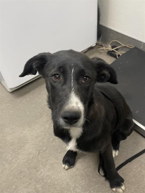SAVANNAH - Labrador Retriever for adoption in Victorville