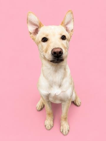 MOXIE - Pit Bull Terrier / Siberian Husky available for adoption