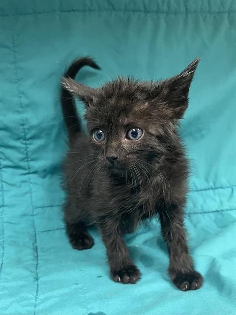 A124302 - Domestic Short Hair available for adoption