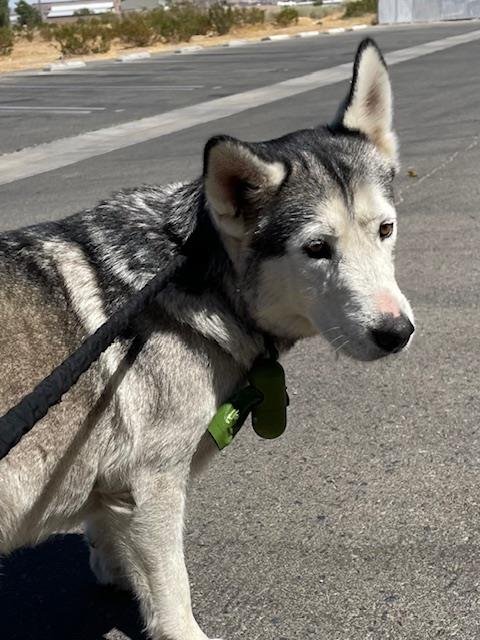 WHISPER - Siberian Husky available for adoption