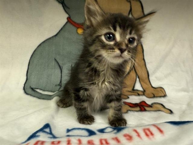 A122284 - Domestic Short Hair available for adoption