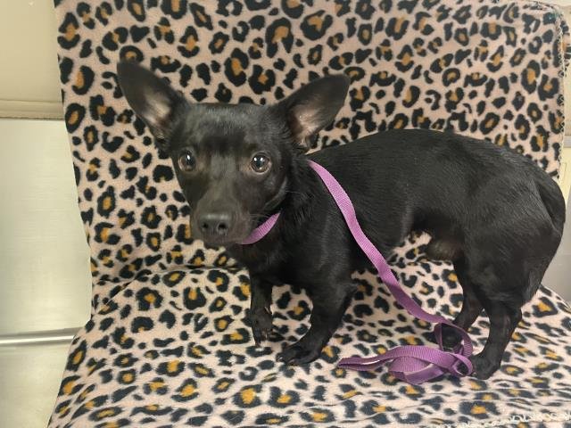 DIEGO - Chihuahua available for adoption