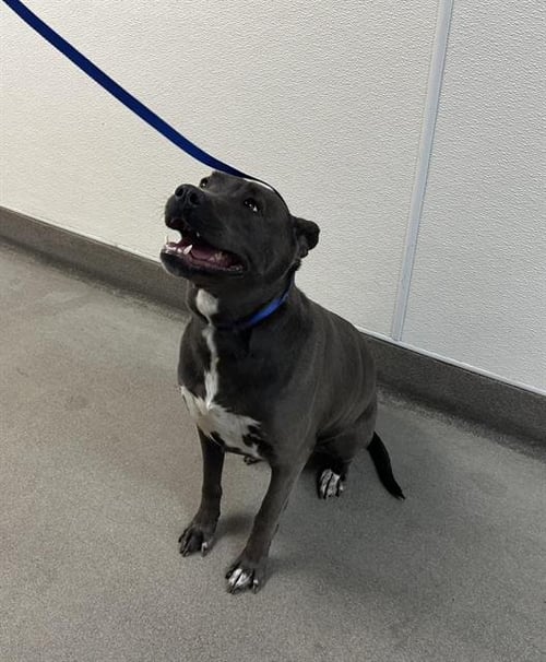 VIXEN - Pit Bull Terrier available for adoption