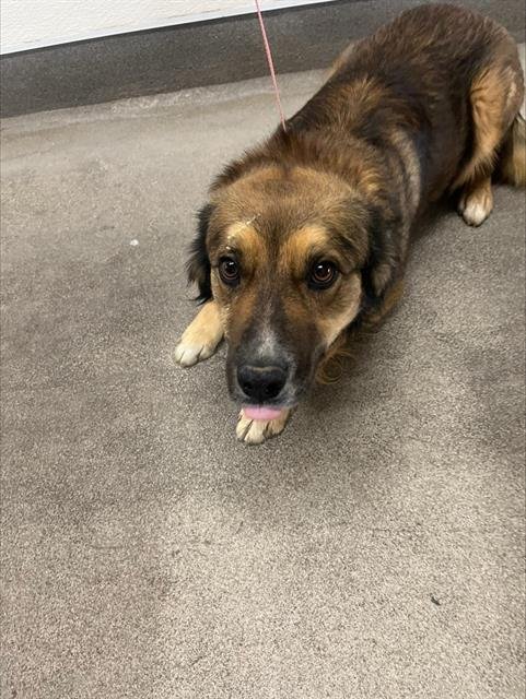 ROWDY - Australian Shepherd available for adoption