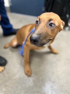HUCKLEBERRY - Labrador Retriever available for adoption
