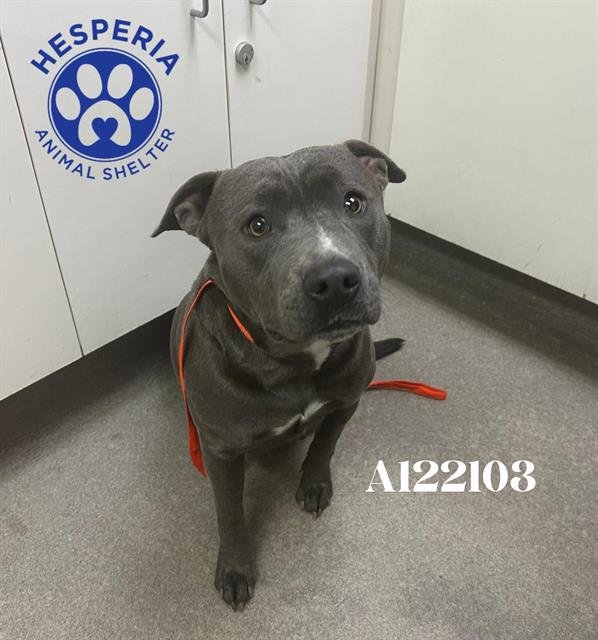 (RESCUE ONLY) NYXIE - Pit Bull Terrier available for adoption