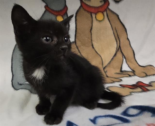 SAPPHI - Domestic Short Hair available for adoption