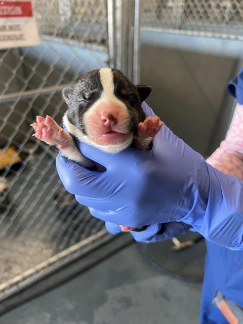 A122395 - Pit Bull Terrier available for adoption