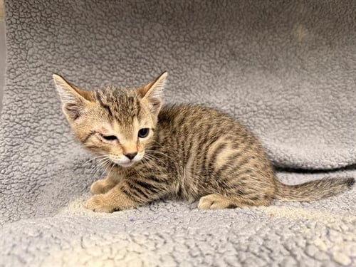 THEO - Domestic Medium Hair available for adoption