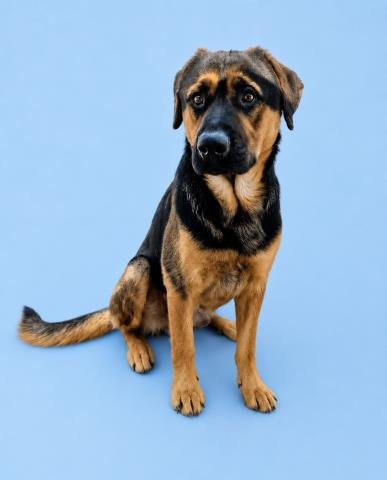 WOLFGANG - German Shepherd Dog available for adoption