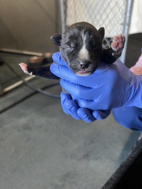 A122390 - Pit Bull Terrier available for adoption