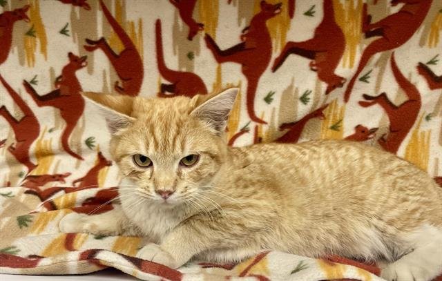 PETE - Domestic Short Hair available for adoption