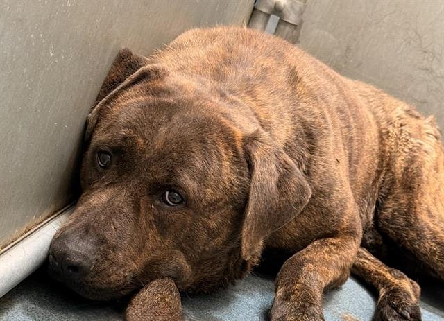 (RESCUE ONLY) BROTHER BEAR - Mastiff / Cane Corso Mastiff available for adoption