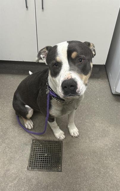 A123346 - Pit Bull Terrier available for adoption