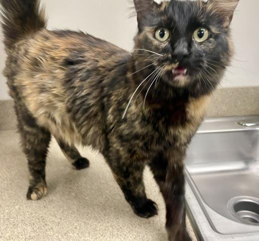 FIG - Domestic Long Hair available for adoption