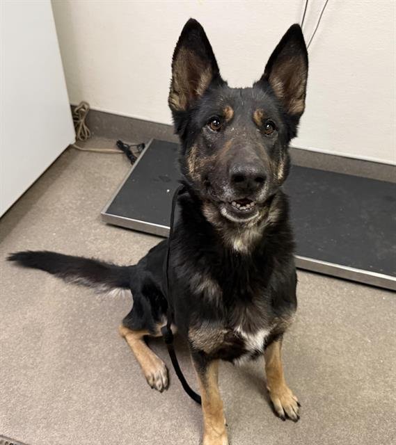 JANE - German Shepherd Dog available for adoption