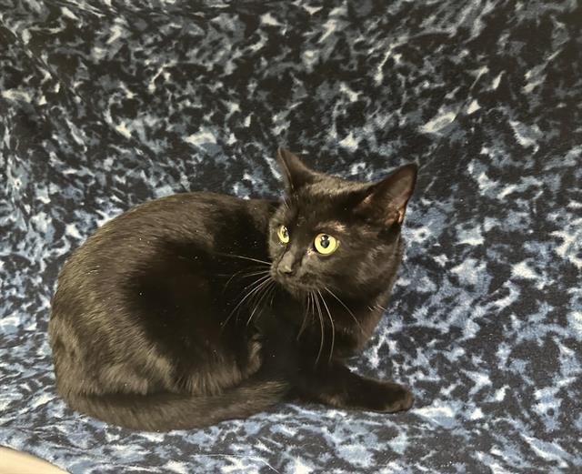 PENNY LANE - Domestic Short Hair available for adoption