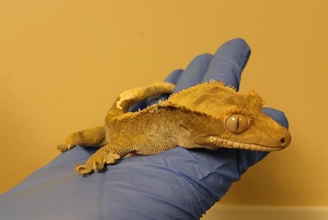 REPTAR - Gecko available for adoption