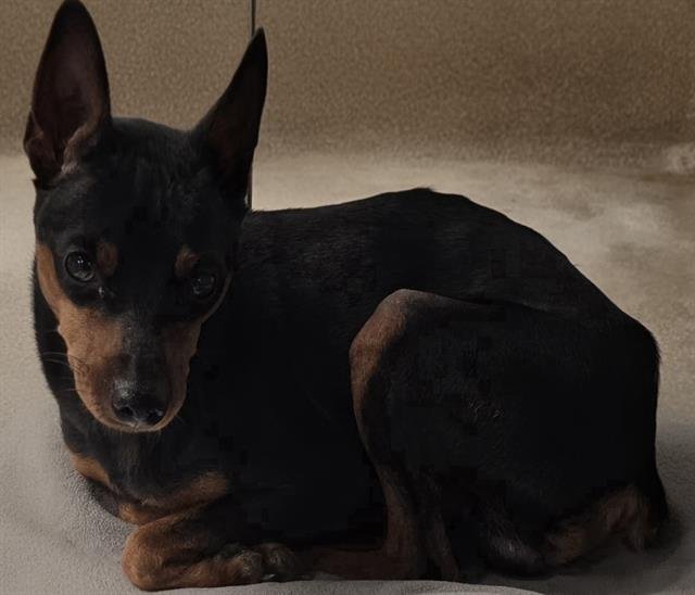 A123186 - Miniature Pinscher available for adoption