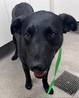 BLACKBERRY - Labrador Retriever available for adoption