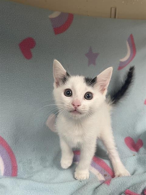 JEEVI - Domestic Short Hair available for adoption